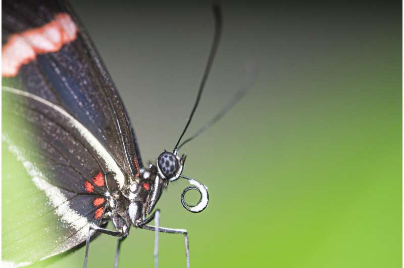 Butterfly species' big brains adapted giving them a survival edge, study finds