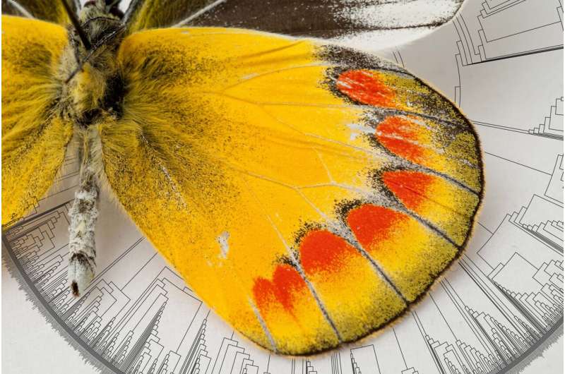 Butterfly tree of life reveals an origin in North America