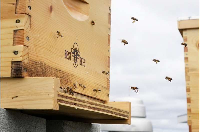 Buzzworthy: Honeybee health blooming at federal facilities across the country