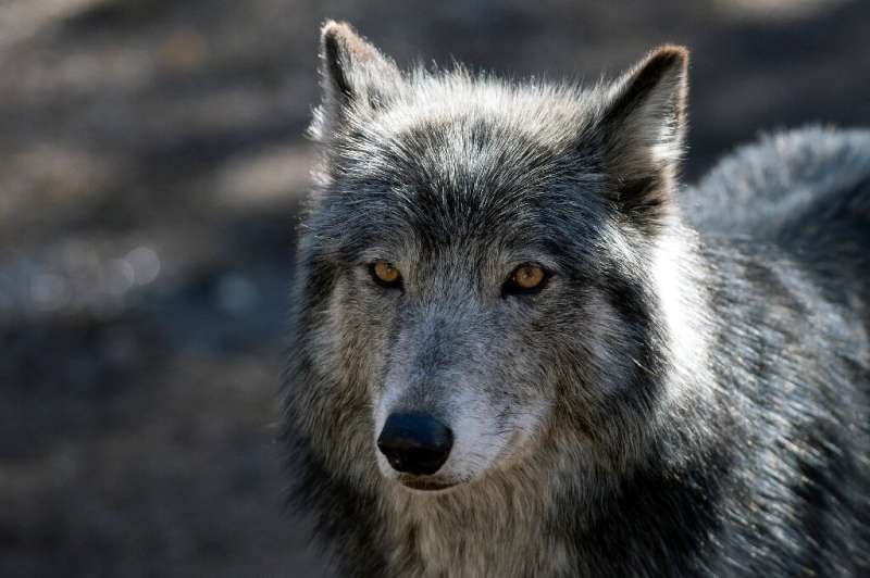 By the mid-20th century, fewer than a thousand gray wolves were left in the contiguous United States -- down from at least a qua