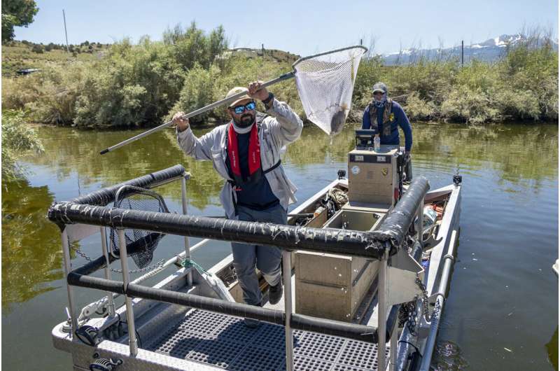 California aims to introduce more anglers to native warm-water tolerant sunfish as planet heats up