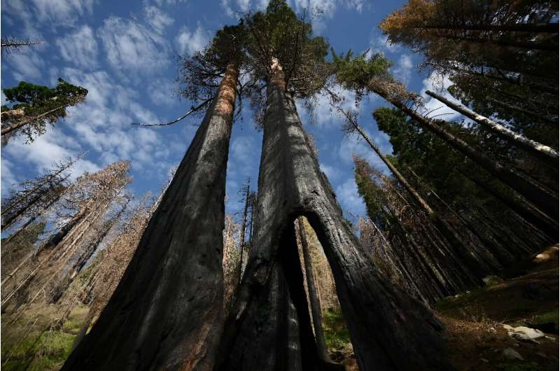 California's giant sequoia are adapted to fire, with thick bark that protects the living tree from flames