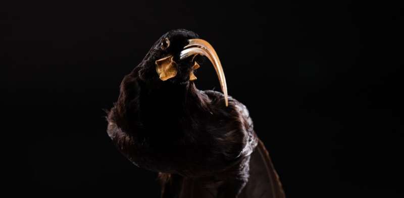 Call of the huia: how NZ's bird of the century contest helps us express 'ecological grief'