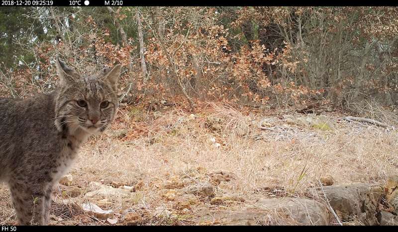 Camera-trap study provides photographic evidence of pumas' ecological impact