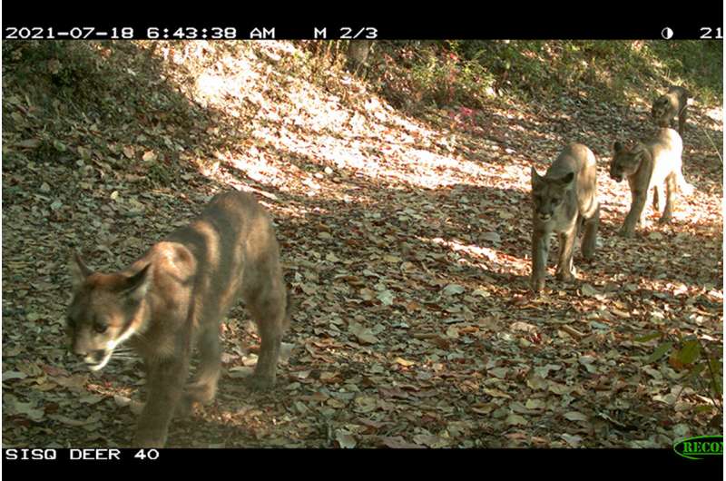 Camera-trap study provides photographic evidence of pumas' ecological impact