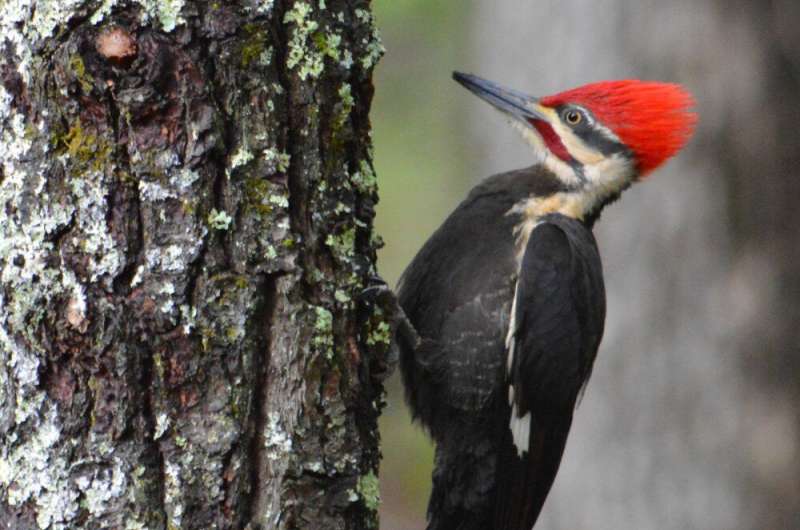 Can cities make room for woodpeckers?