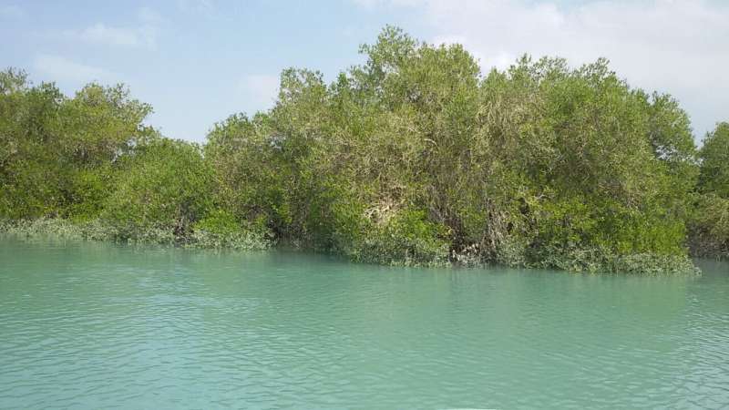 Can deep learning help us save mangrove forests?