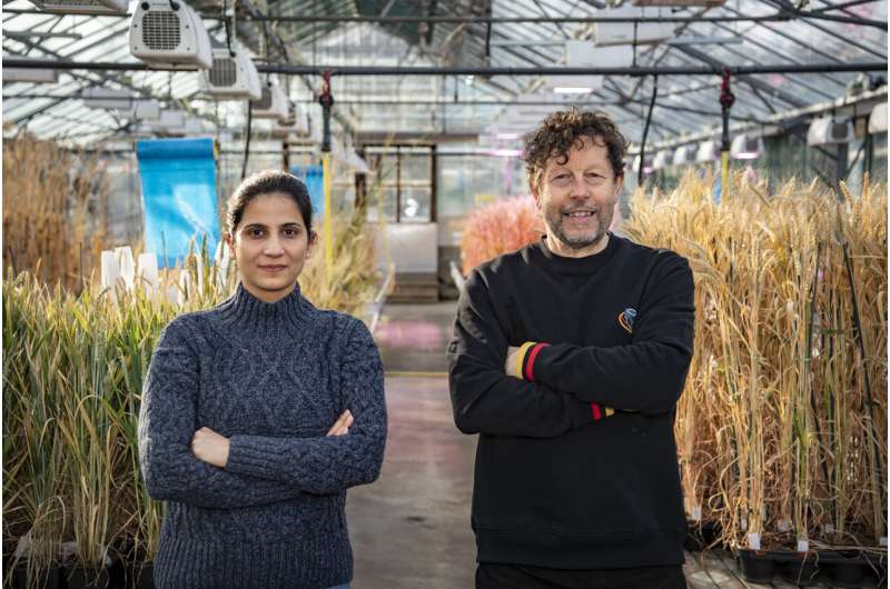 Can gene discovery methods halt the global march of wheat blast?
