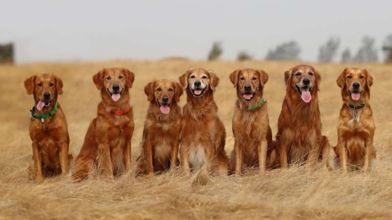 Can golden retrievers live longer? Researchers find gene associated with longevity in the breed