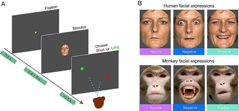 Can monkeys read emotions from human faces?