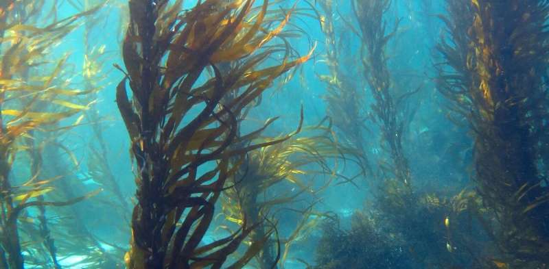 Can seaweed save the world? Well it can certainly help in many ways