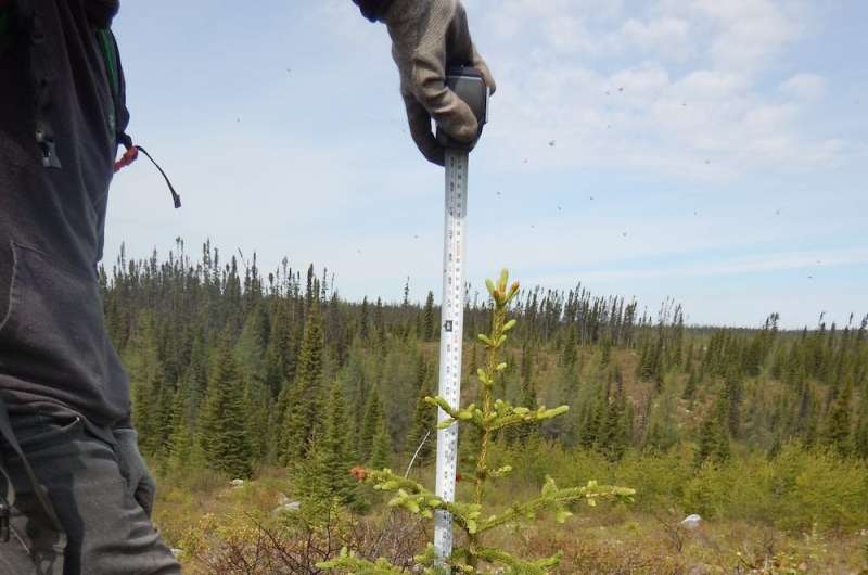 Can the boreal forest be used to concretely fight climate change?