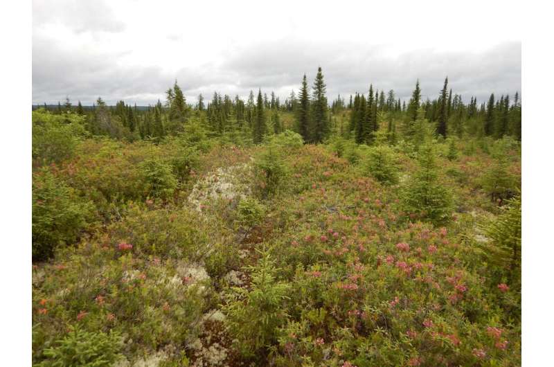 Can the boreal forest be used to concretely fight climate change?