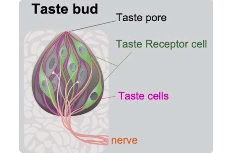Can we train our taste buds for health? A neuroscientist explains how genes and diet shape taste