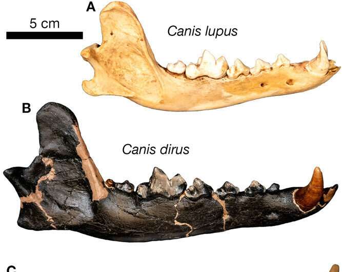 Canadian dire wolf fossil formally identified