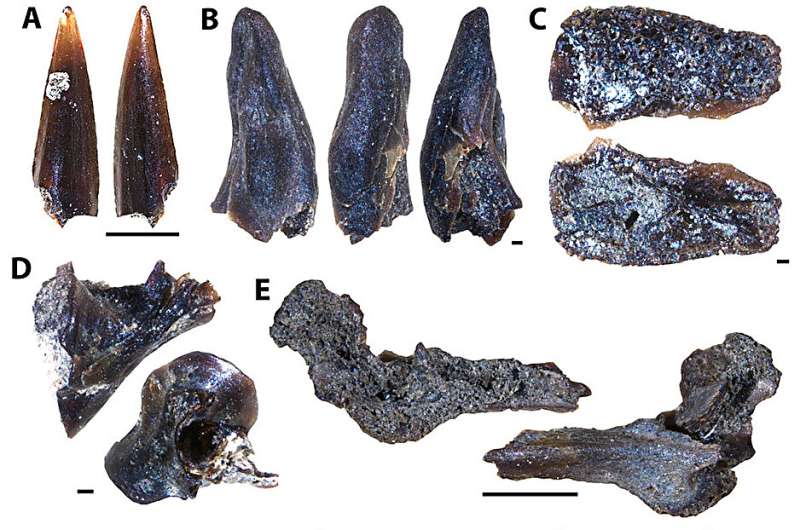 Canadian paleontologists discover microvertebrate faunal assemblages in Manitoba, Canada