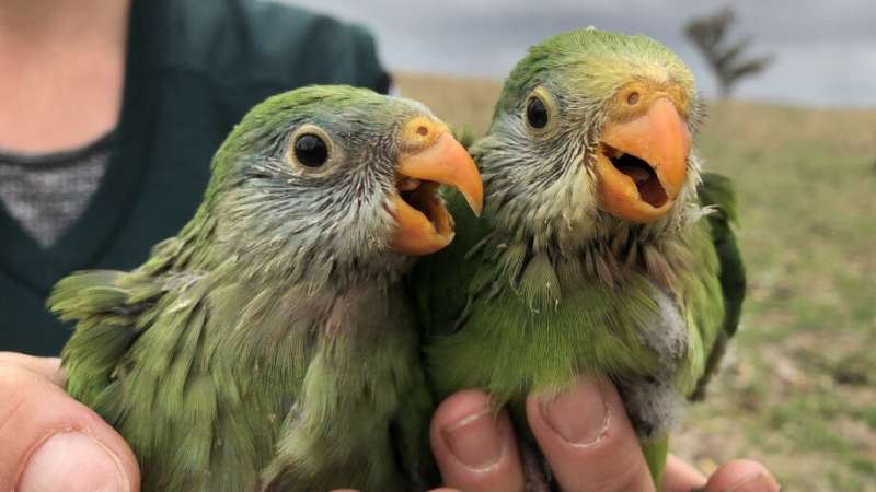 Canberra's superb parrots caught up in housing crisis