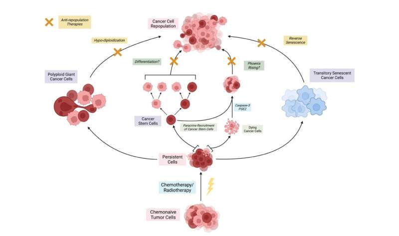 Cancer cell repopulation after therapy: which is the mechanism?