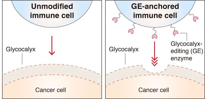 Cancer cells with thicker glycocalyx barrier are better at evading immune cells