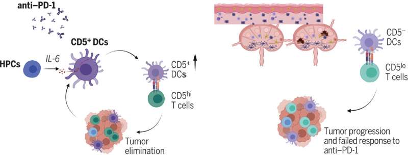 بیماران سرطانی که به ایمونوتراپی پاسخ نمی دهند ممکن است فاقد سلول های ایمنی حیاتی باشند