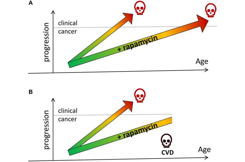 Cancer prevention with rapamycin