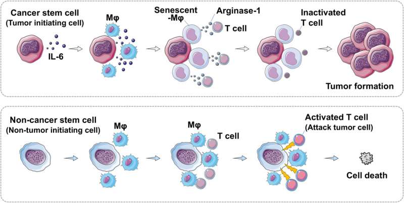 Cancer stem cells trigger macrophage aging