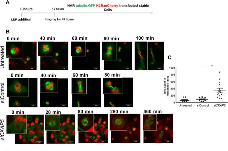 Cancer therapy - gene silencing of cytoskeleton-associated protein 5 in genetically unstable cancer cells