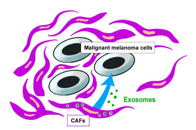 Candidate found to inhibit malignant melanoma growth