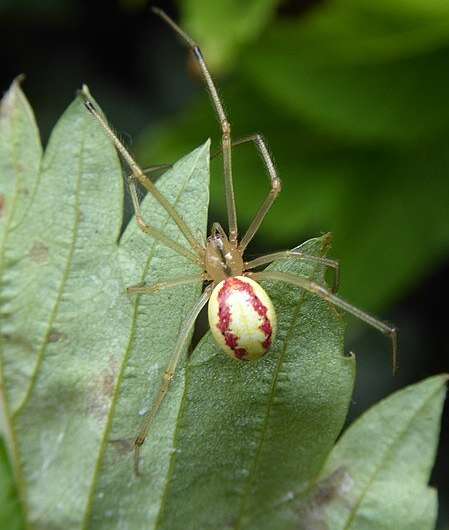 Candy striper spiders observed wrapping and killing sleeping prey at night