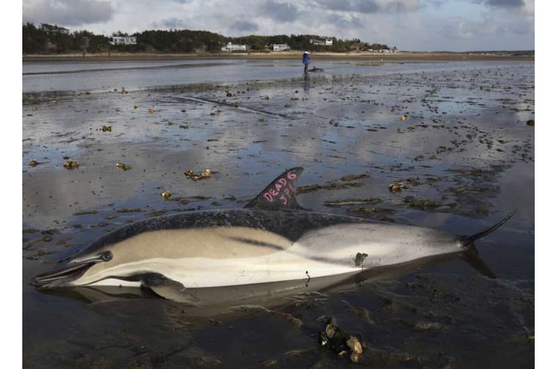 Cape Cod strands more dolphins than anywhere else. Now they're getting their own hospital
