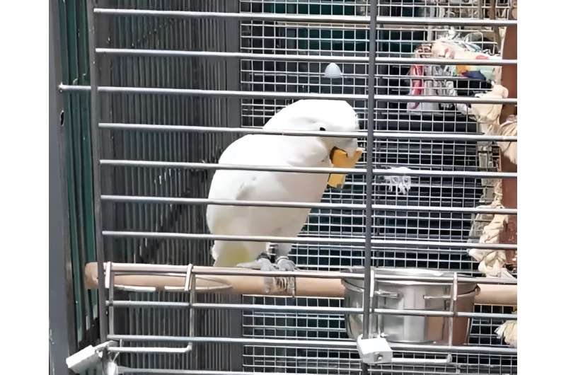 Captive Goffin's cockatoos found to dunk hard bread to improve its texture