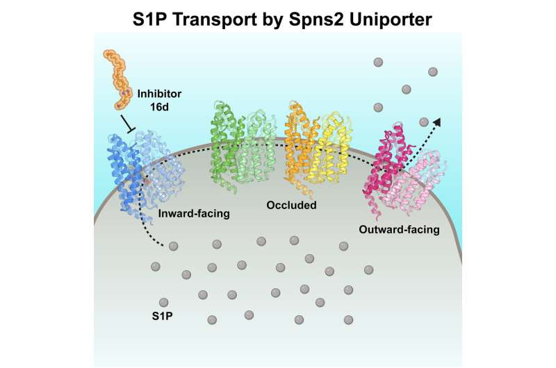Capturing transporter structure paves the way for drug development