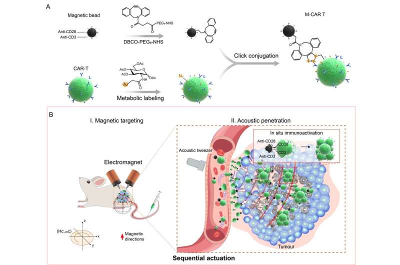 CAR T cell robots based on magnetic-acoustic actuation developed for precise antitumor immunotherapy