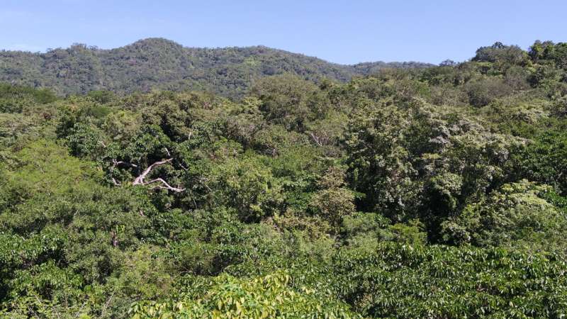 Carbon-capture tree plantations threaten tropical biodiversity for little gain, ecologists say