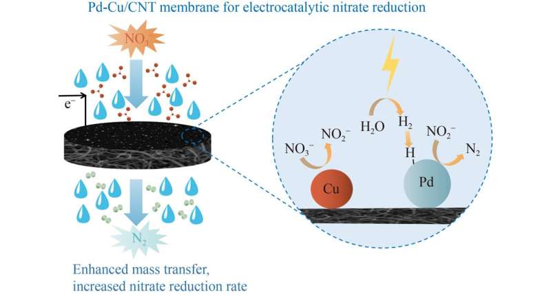 Carbon nanotube membranes with Pd-Cu modification successfully reduce nitrate levels via electrocatalysis