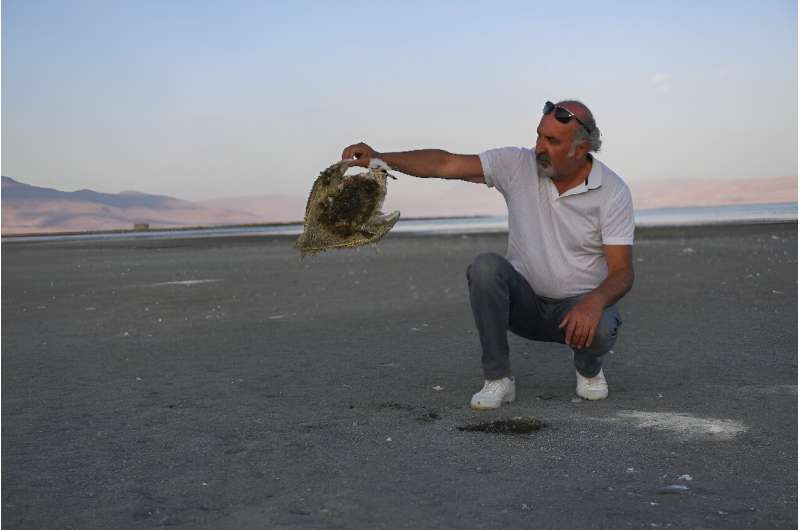 Carcasses of dead gulls like the shoreline of Turkey's shrinking Lake Van