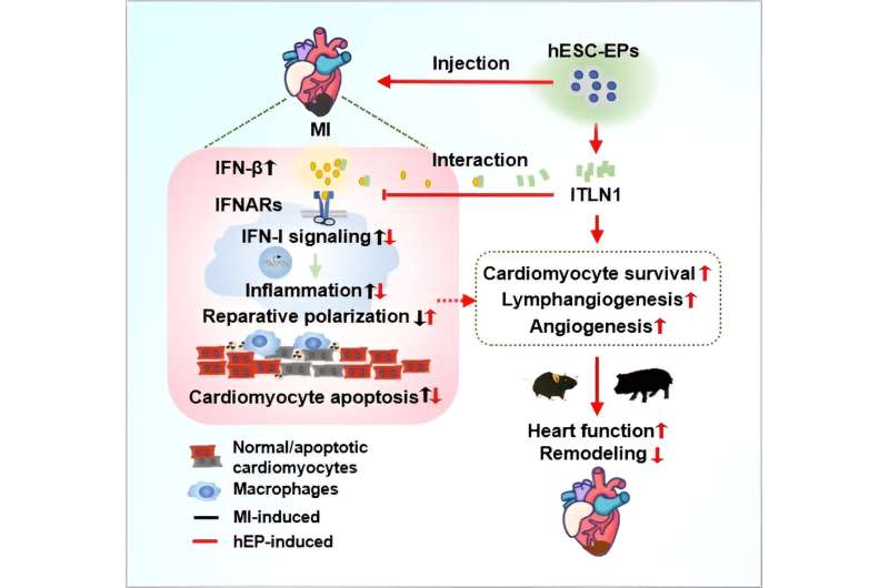 Cardiac reparative and immune regulatory role of hPSC-derived epicardial cells uncovered for infarcted hearts