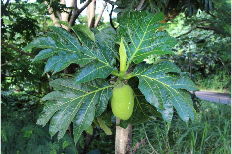 Caribbean breadfruit traced back to Capt. Bligh's 1791-93 journey