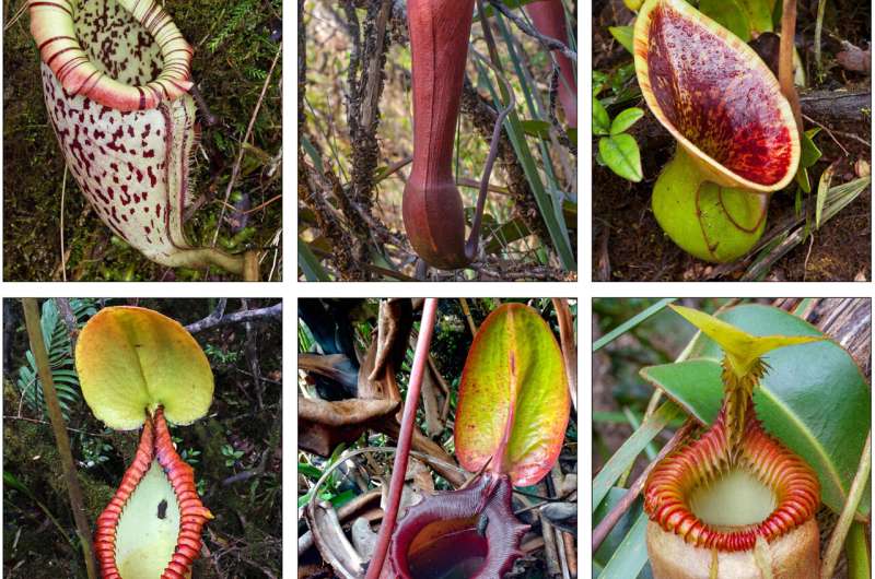 Carnivorous plants have turned to capturing mammal droppings