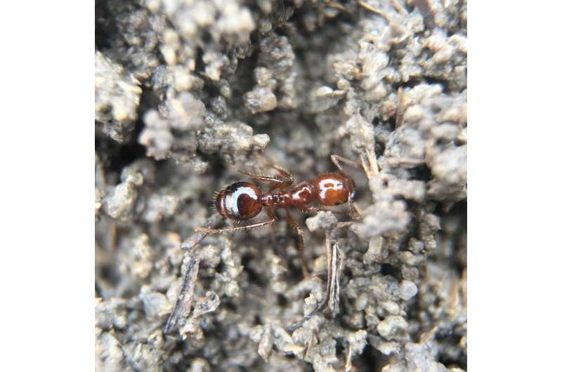 Case study: overcoming barriers to venom immunotherapy for fire ant allergy patients
