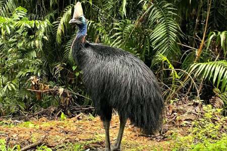 Cassowaries still crucial to seed dispersal, study shows
