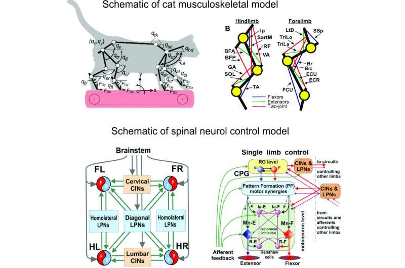 Cat locomotion could unlock better human spinal cord injury treatment