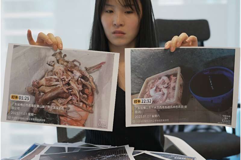 Cat rescuer Han Jiali shows AFP pictures she took while investigating China's underground cat meat trade