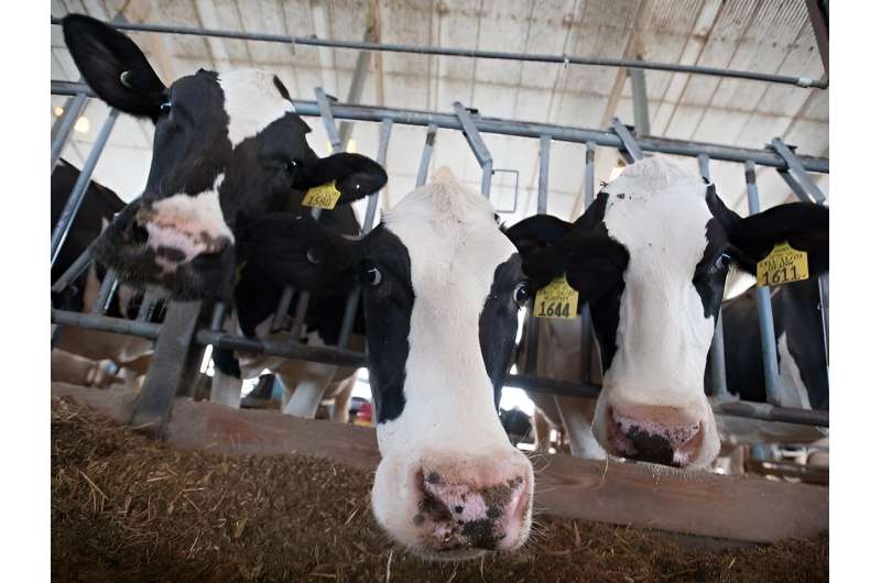 Cattle on low-protein rations may need amino acid supplement to boost milk yield