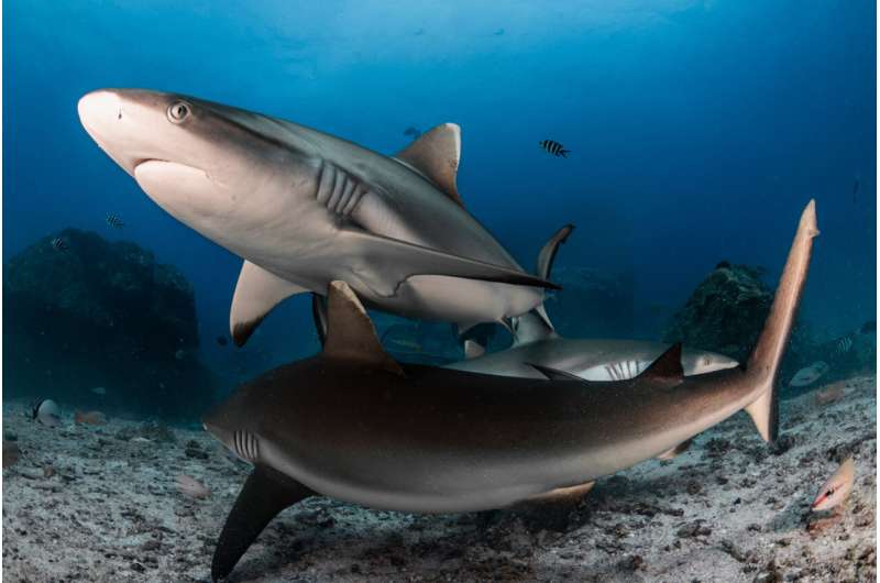 Caught napping? Grey reef sharks resting changes what we know about how they breathe