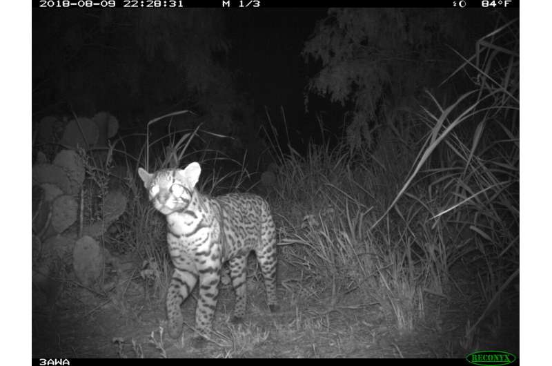 Caution, ocelot crossing: special wildlife exits on busy roads help protect endangered cat