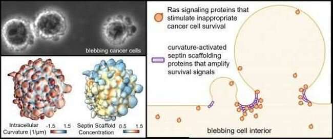Cell membrane 'blebs' could hold new targets for anti-cancer drugs