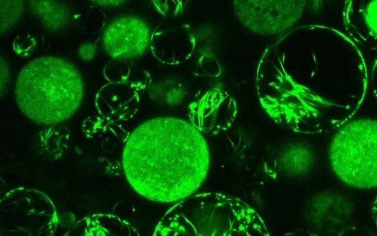 Cell 'skeletons' built with strands of DNA