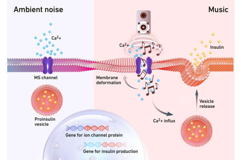 Cells with an ear for music release insulin