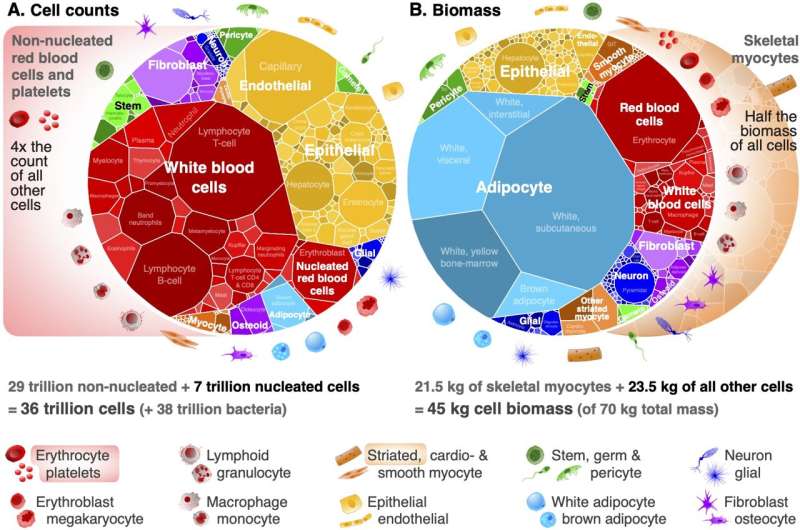 Cellular cartography - charting the sizes and abundance of our body's cells reveals mathematical order underlying life